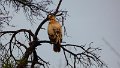 Adler Matobo